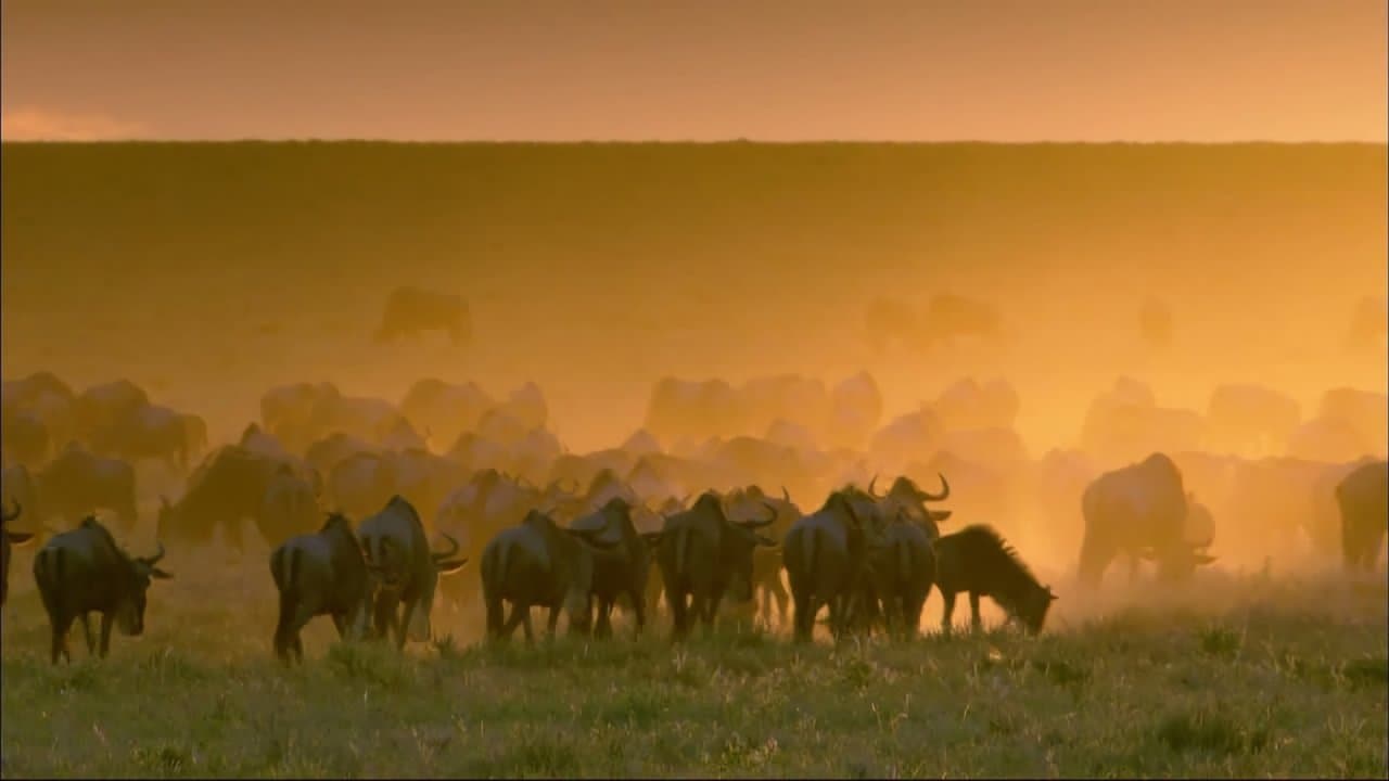 Wildlife Specials backdrop