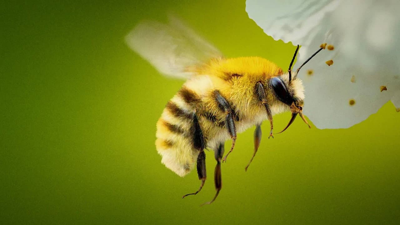 Les Secrets des abeilles backdrop