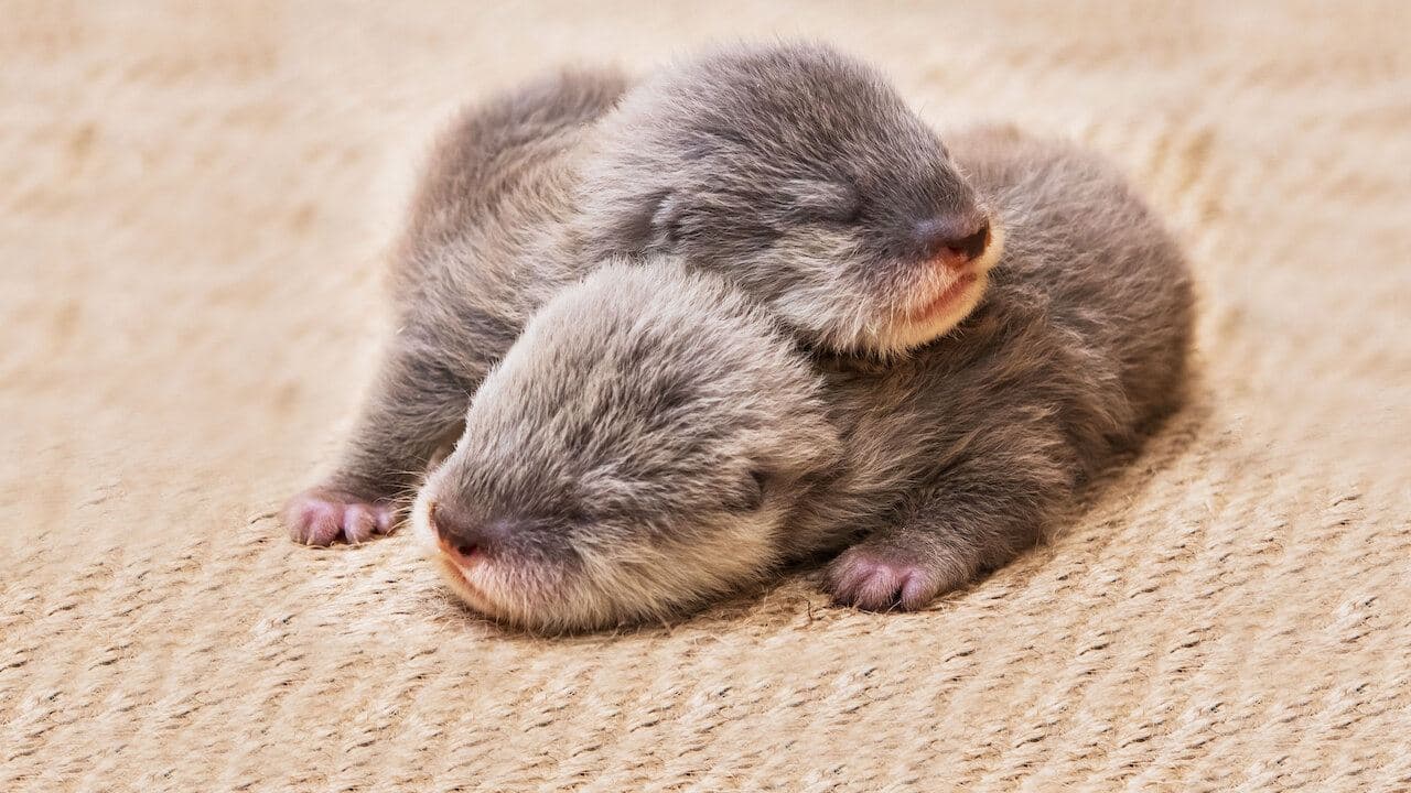 Bébés animaux en direct backdrop