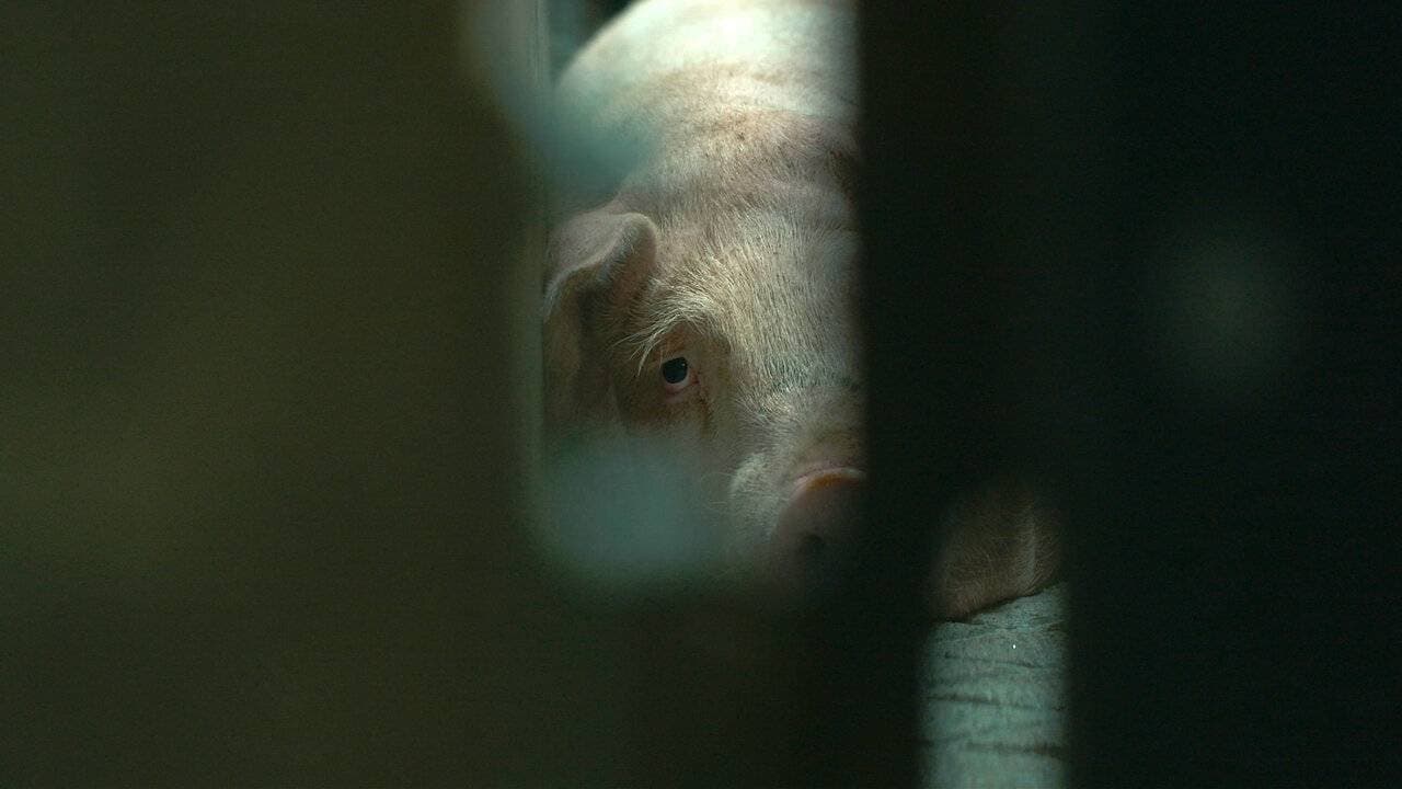 L'usine des animaux backdrop