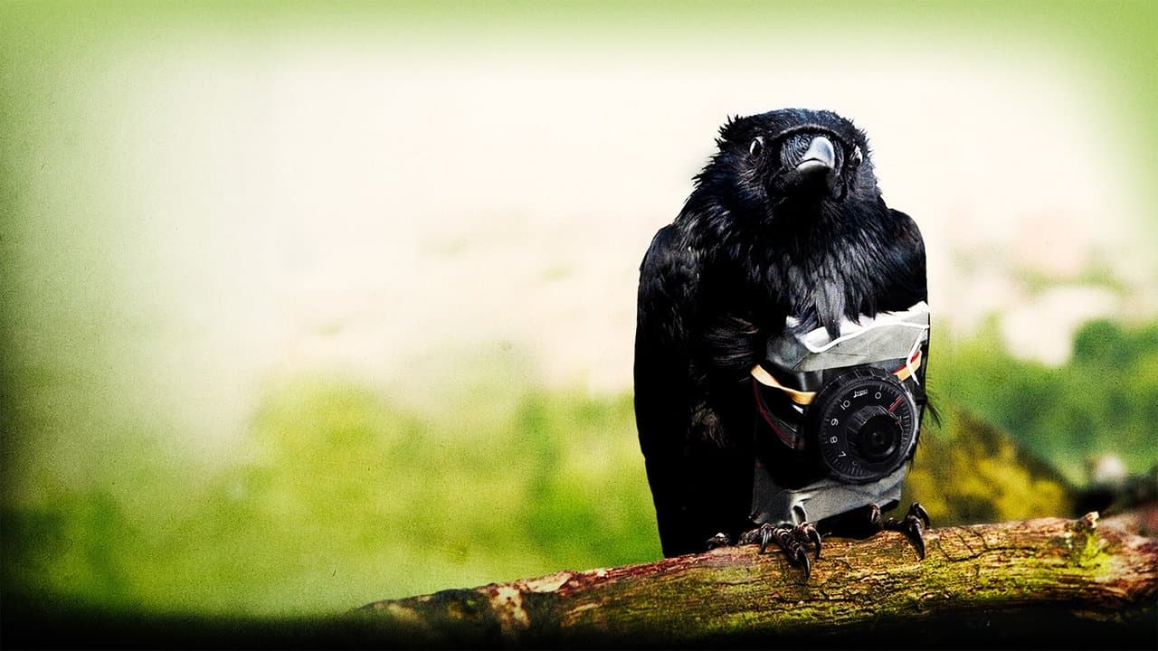 We Are Four Lions backdrop