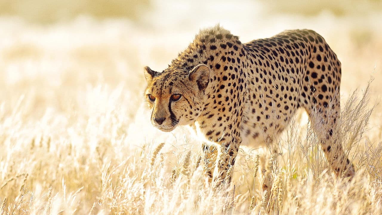 Prédateurs backdrop