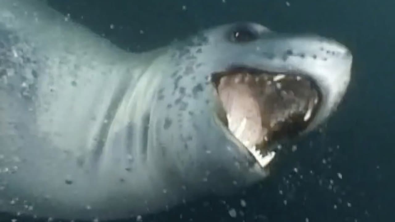 Massive Nature backdrop