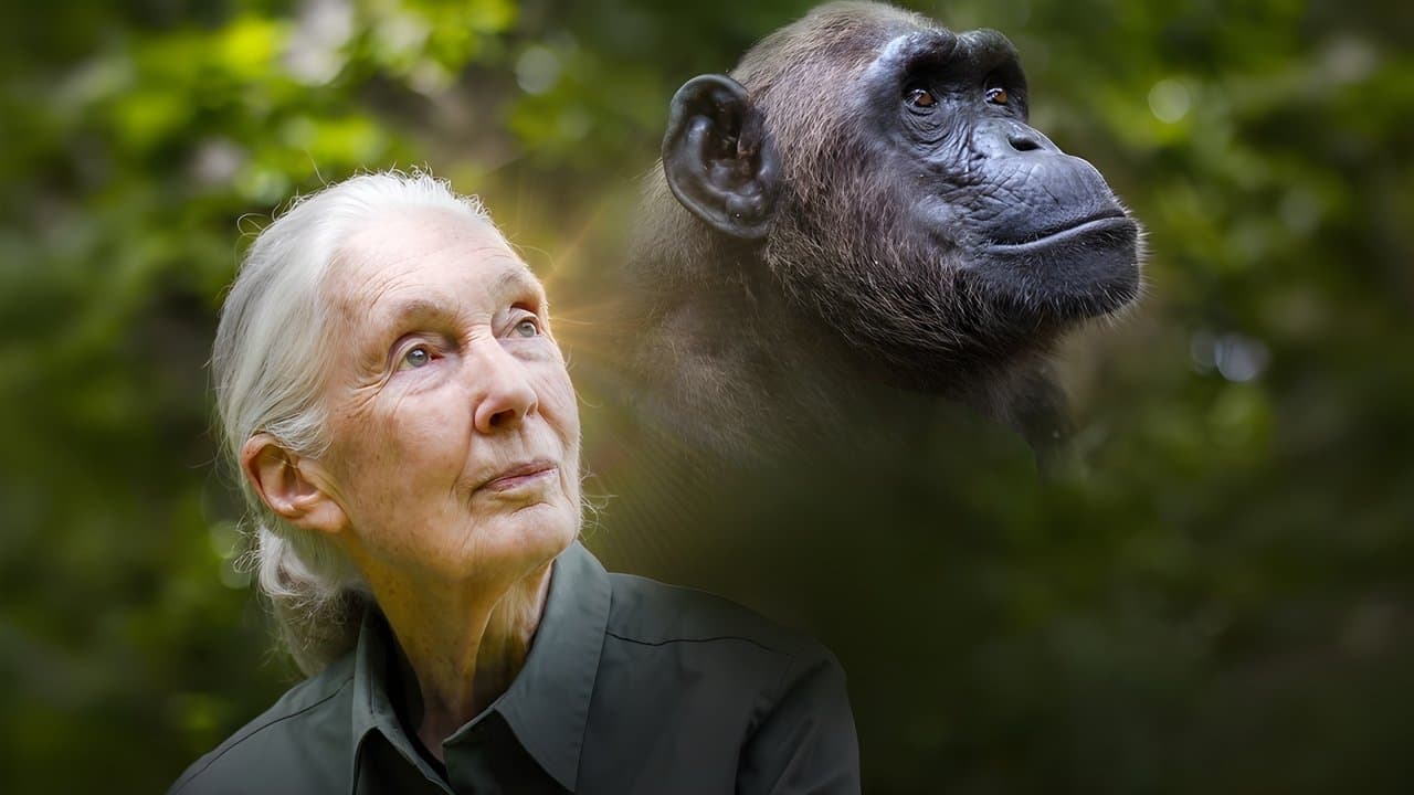 Jane Goodall et les chimpanzés de Tchimpounga backdrop