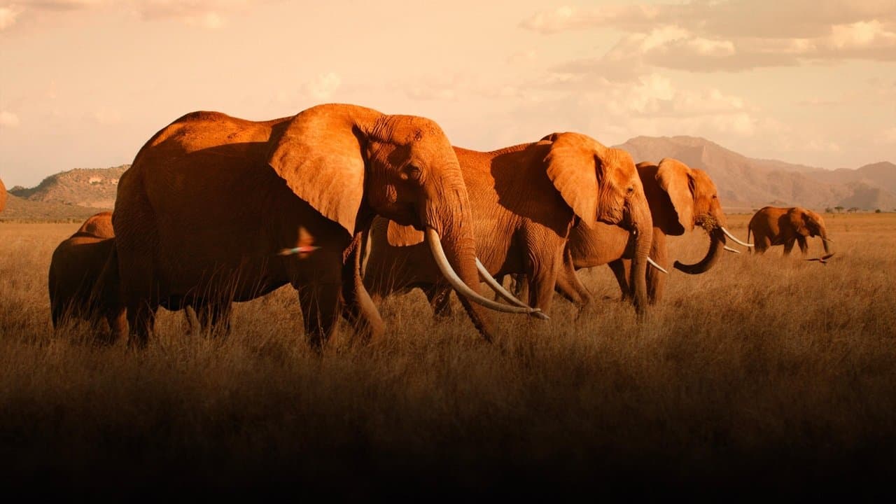 The Elephant Mother backdrop