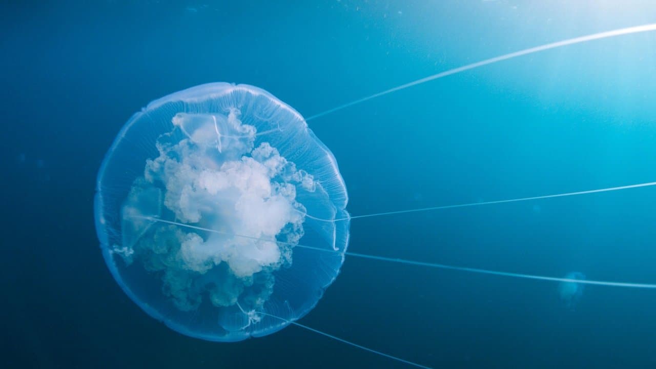 Voyage of Time : Au fil de la vie backdrop