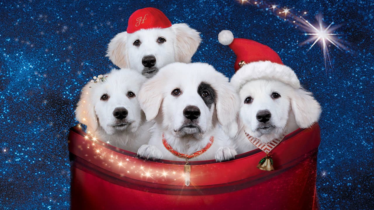 Les Chiots Noël, la relève est arrivée backdrop