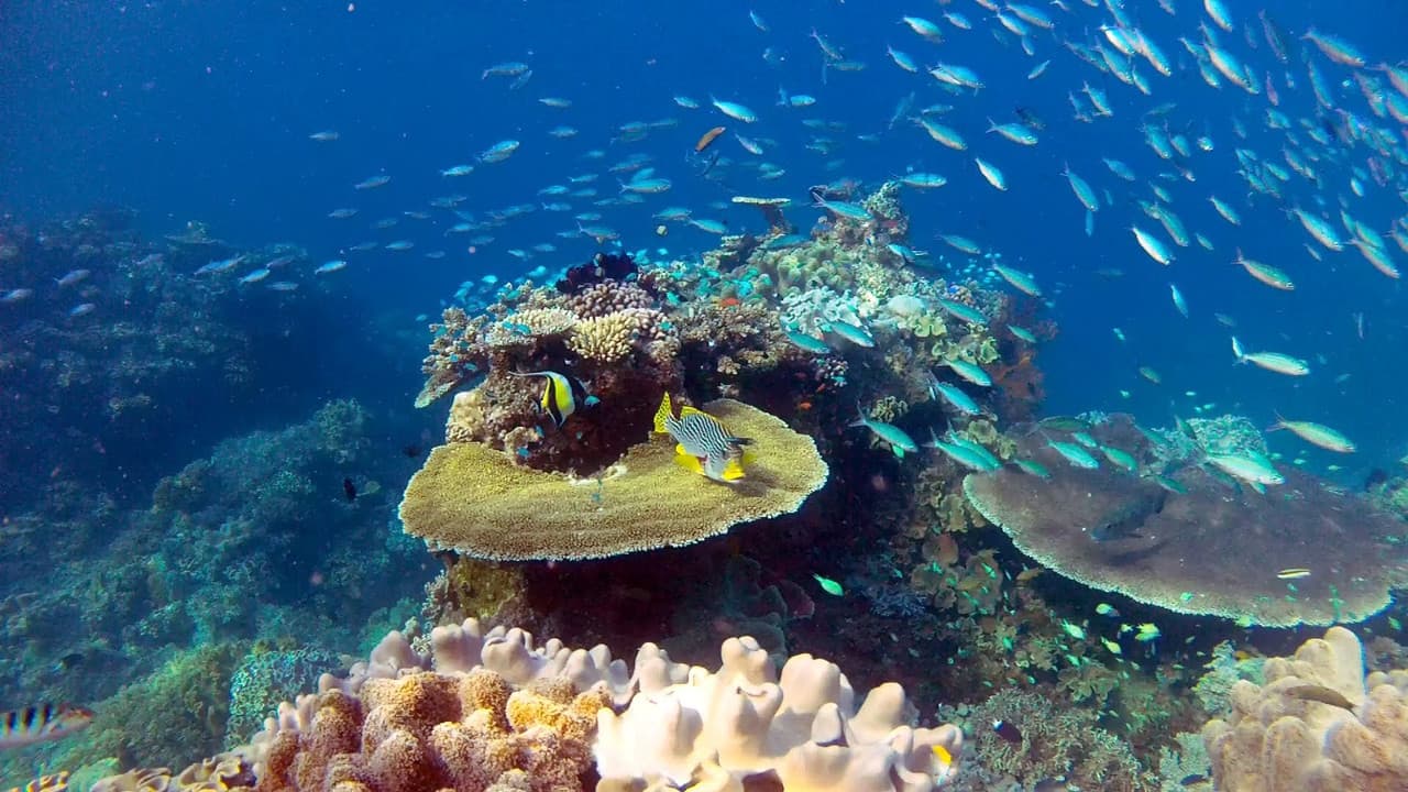 Fascinante barrière de corail backdrop