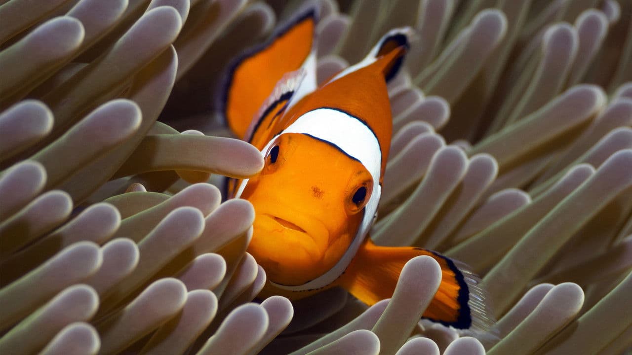 Au cœur des océans - La Planète bleue backdrop