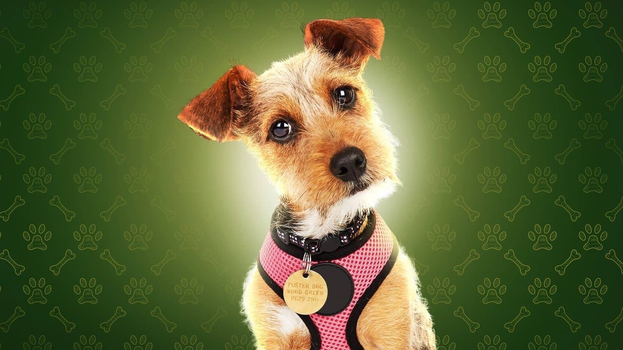 Dog House : Un chien pour la vie backdrop