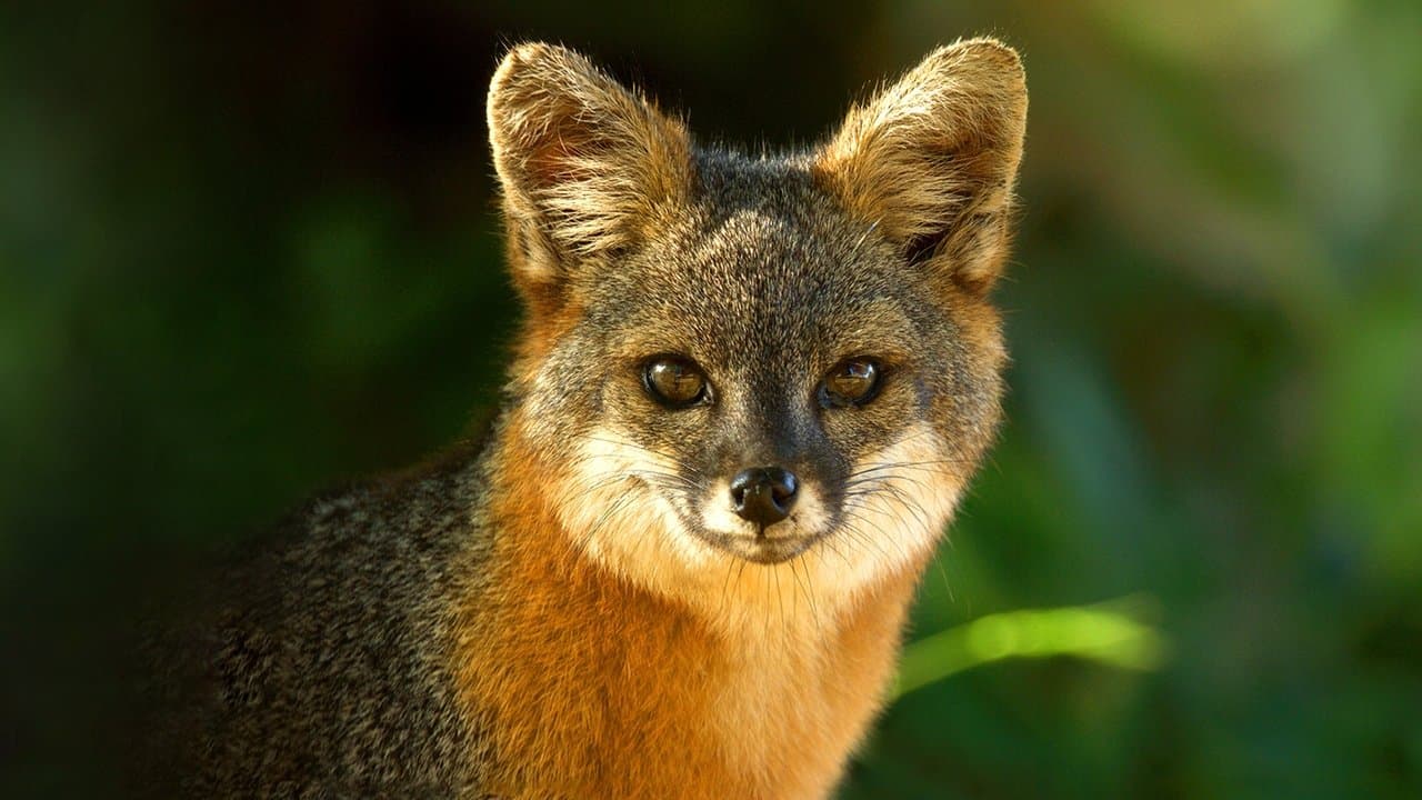 America's National Parks backdrop