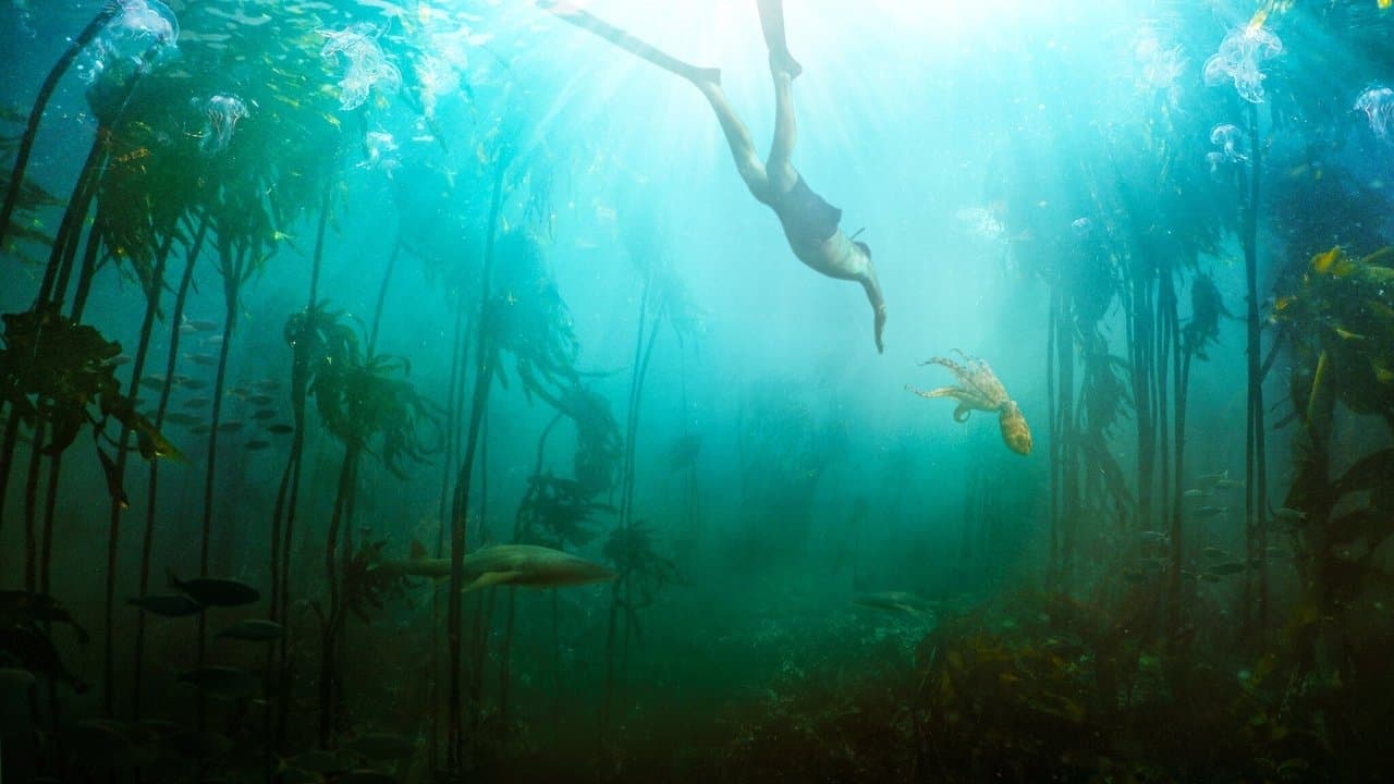 La Sagesse de la pieuvre backdrop