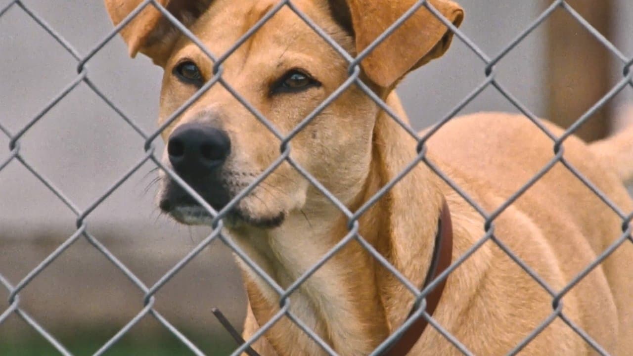 Wendy et Lucy backdrop