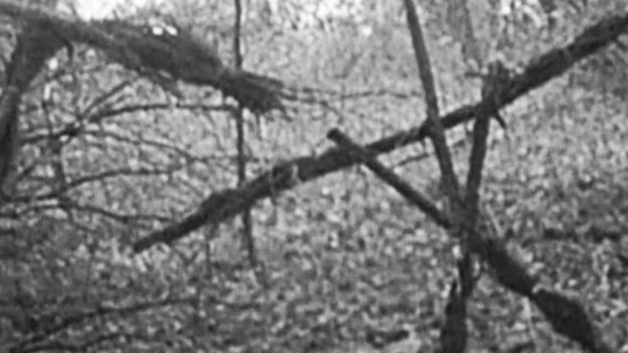 Le Projet Blair Witch backdrop