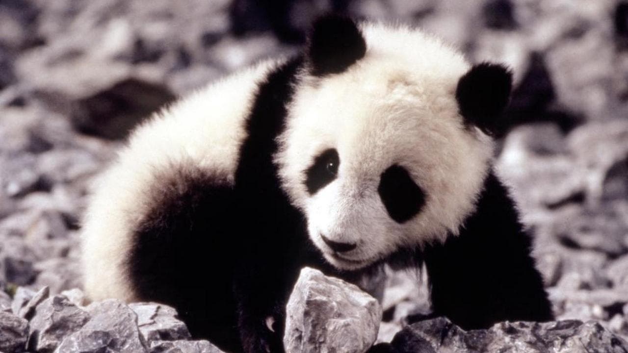 Au secours du petit panda backdrop
