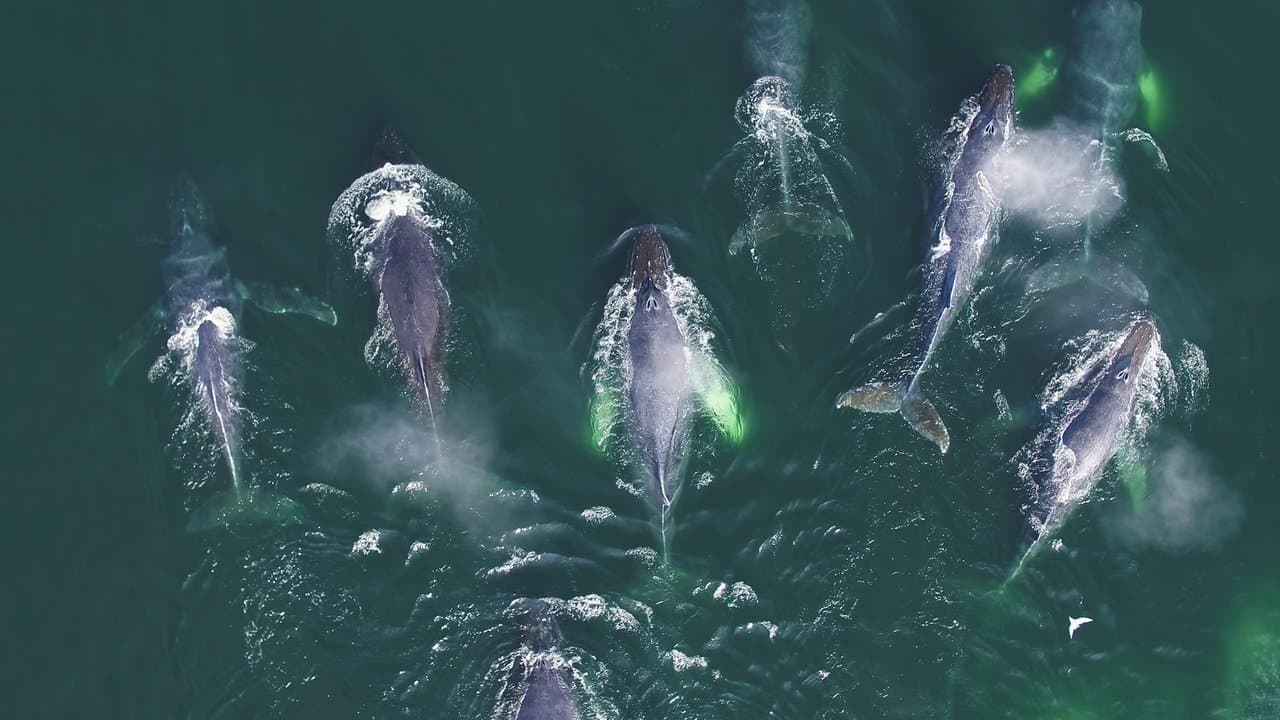 Les super-prédateurs des mers backdrop