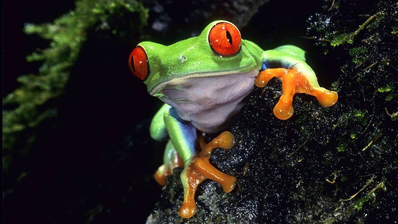 La vie sur Terre backdrop