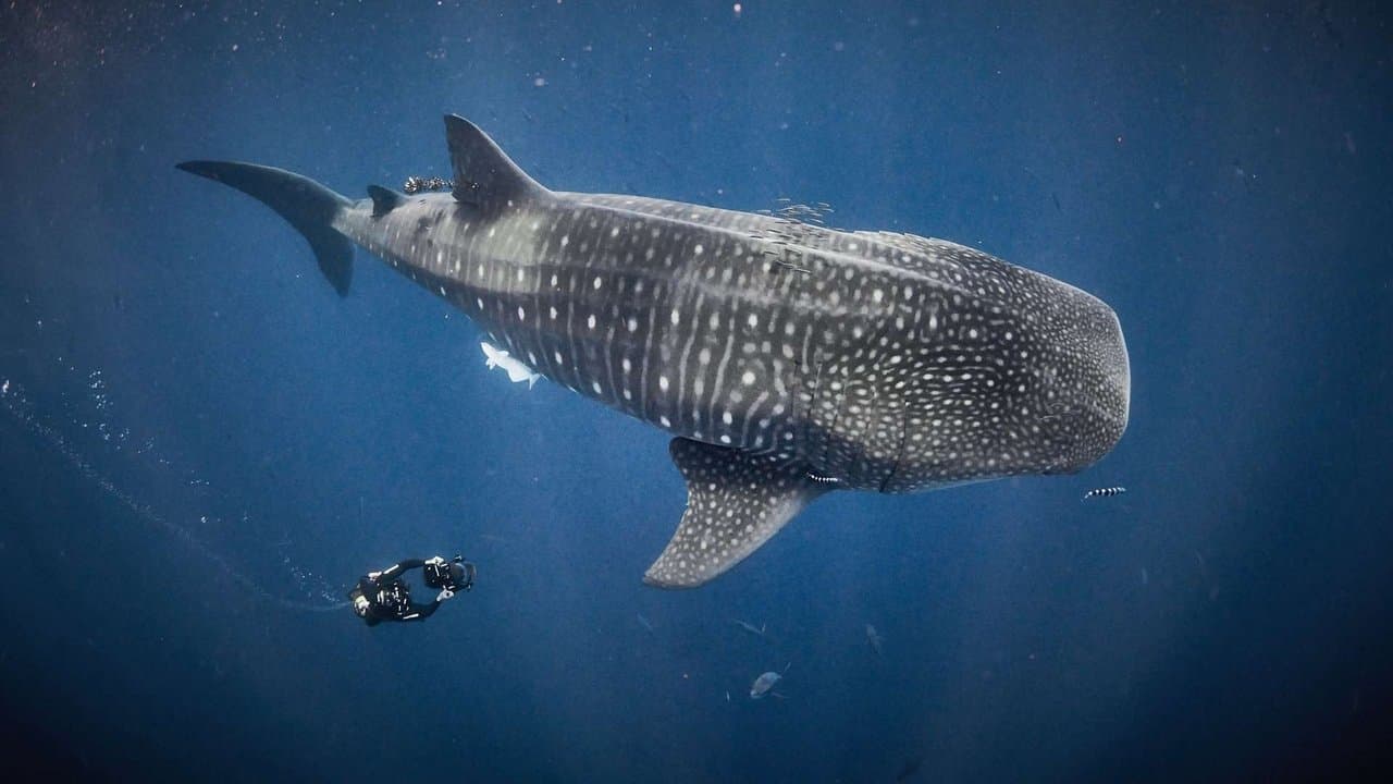 Au plus près des requins backdrop