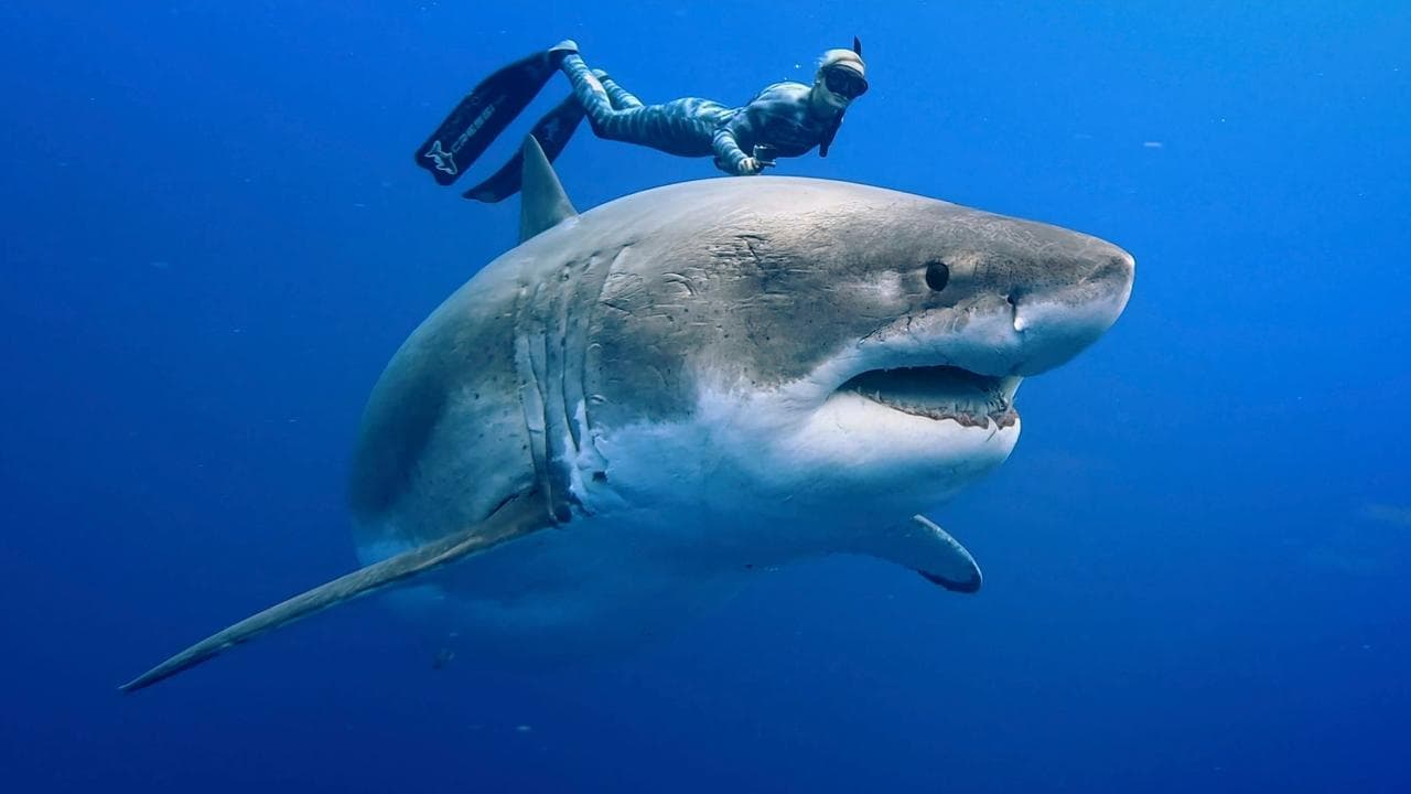 Requins, prédateurs menacés backdrop