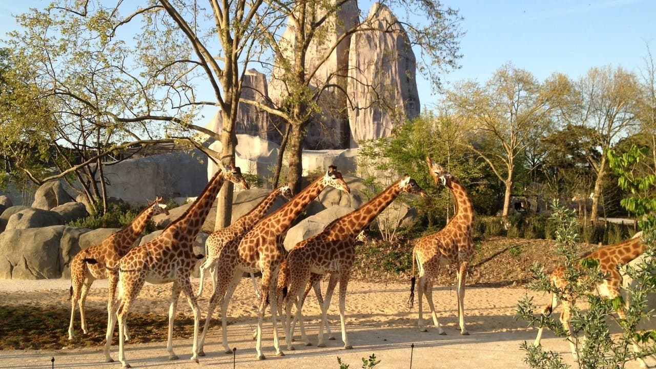 Un zoo à Paris backdrop