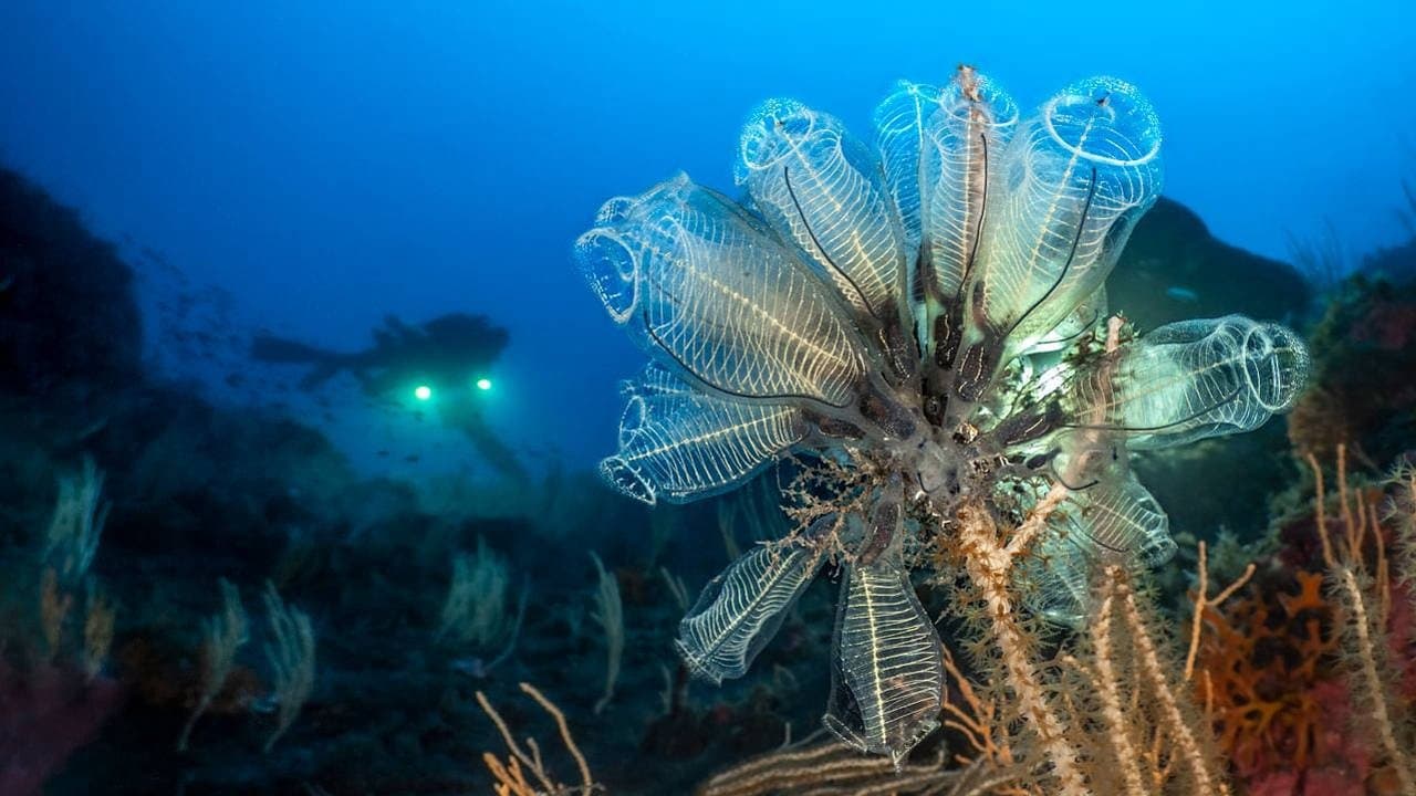 Méditerranée : la face immergée des volcans backdrop