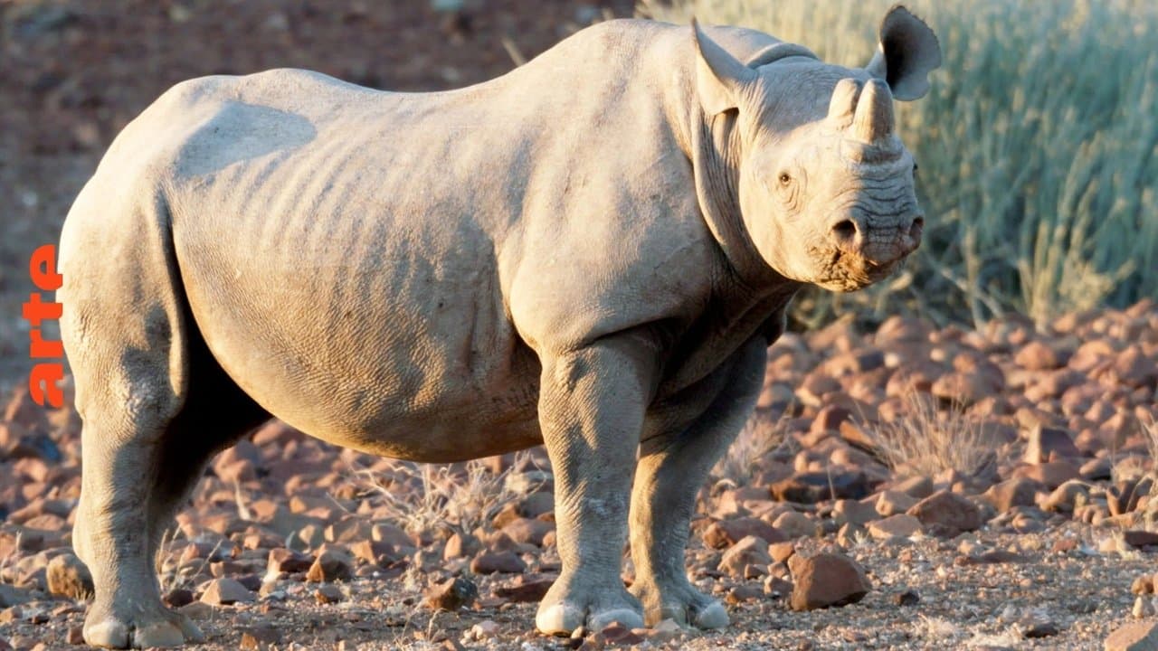 Mission : sauver le monde sauvage backdrop