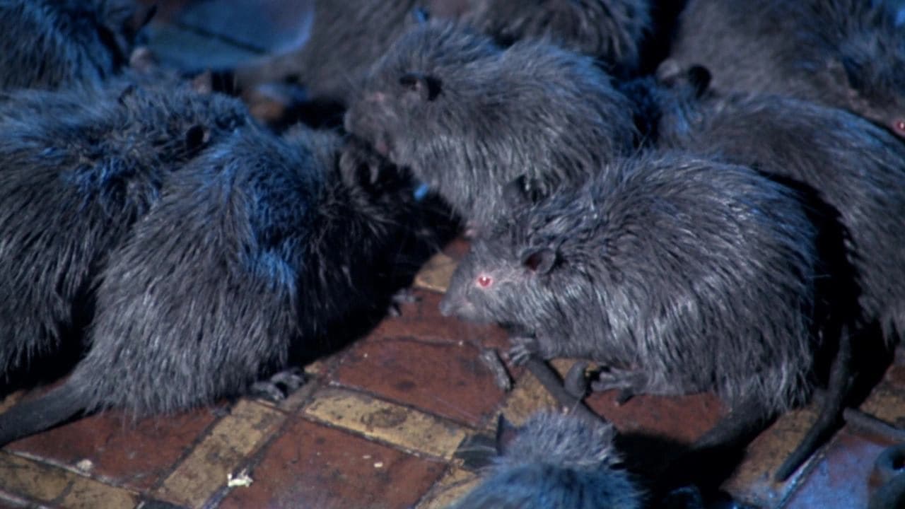 Les Rats de Manhattan backdrop