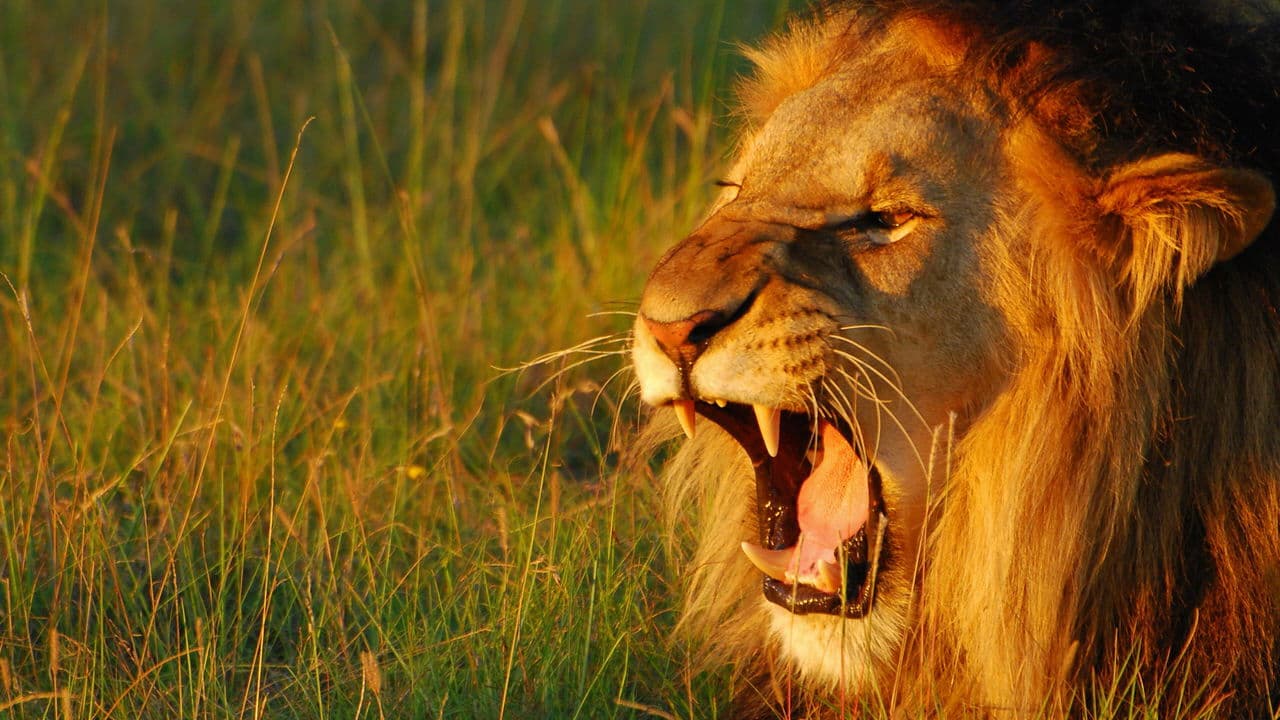 Le Monde secret du son avec David Attenborough backdrop