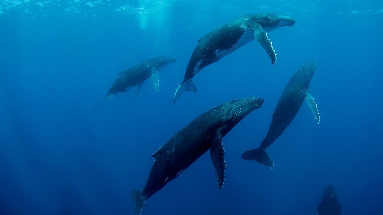 Baleines backdrop