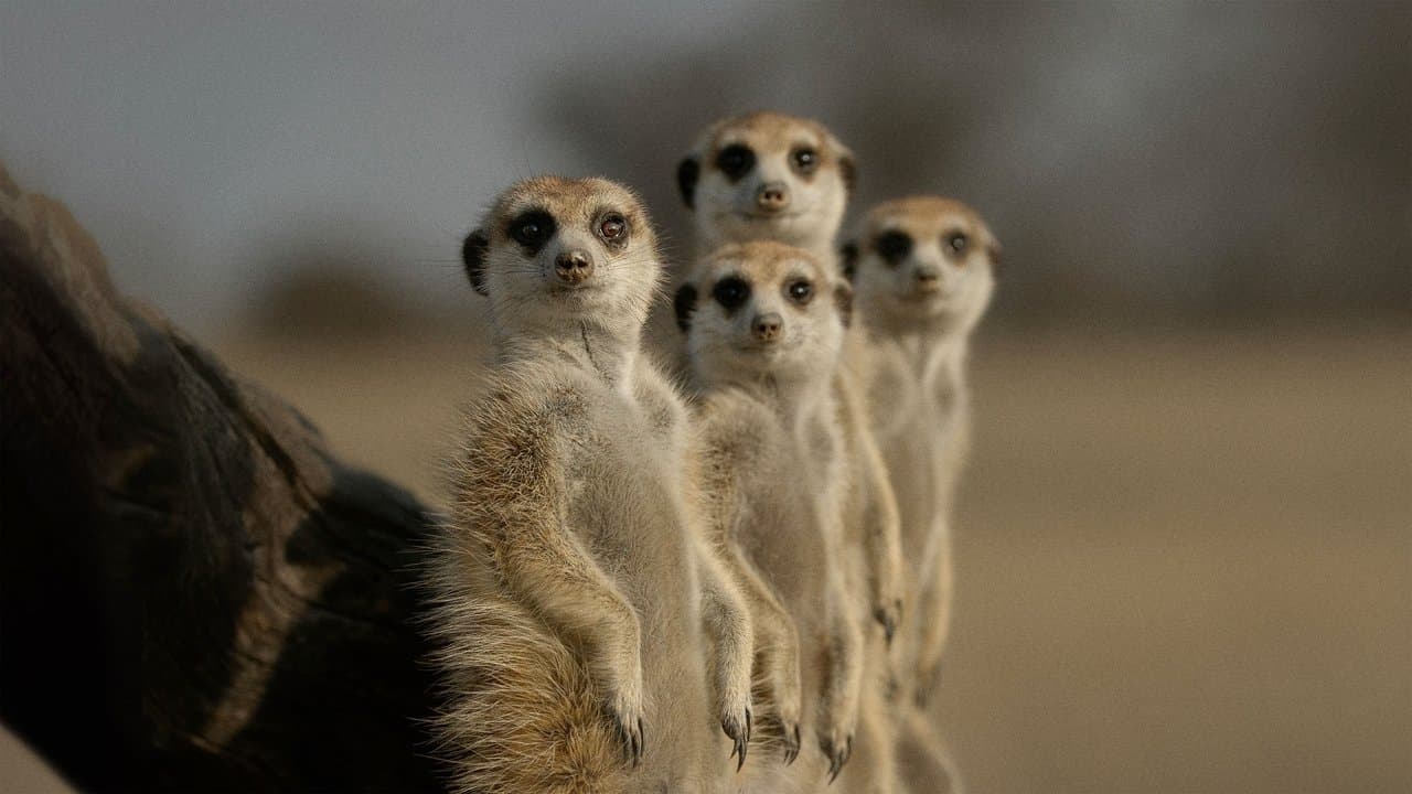 La Vie secrète des animaux backdrop