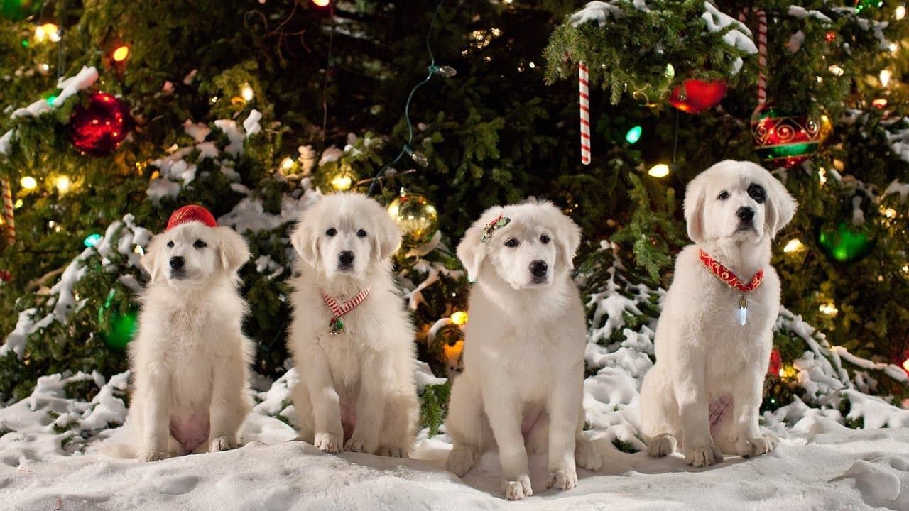 Les Chiots Noël, la relève est arrivée backdrop