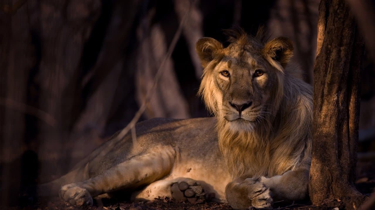 Destination Wild : L'Inde à l'état sauvage backdrop