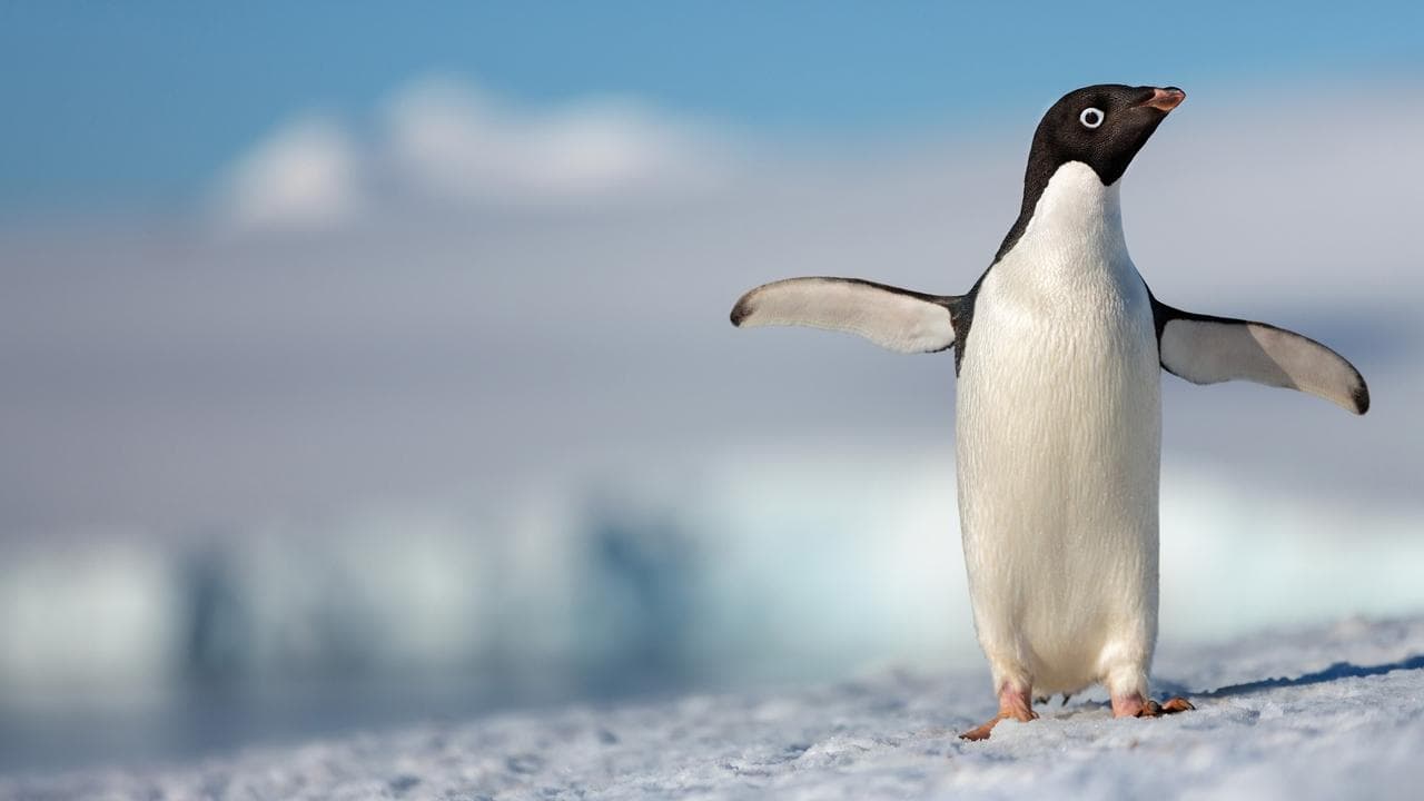 Pingouins backdrop
