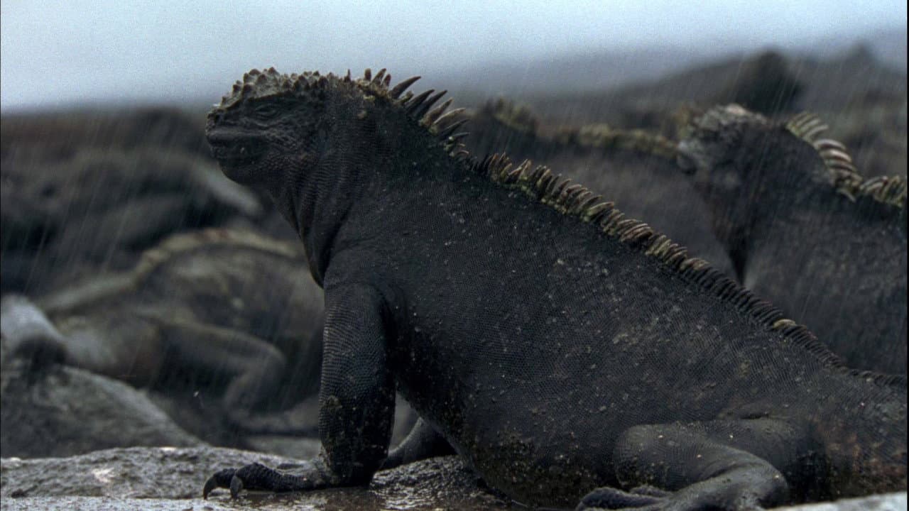 Galápagos backdrop