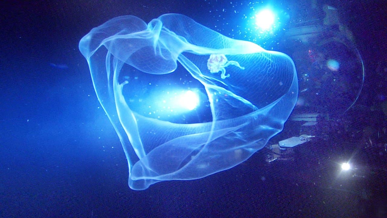 Créatures des Profondeurs backdrop