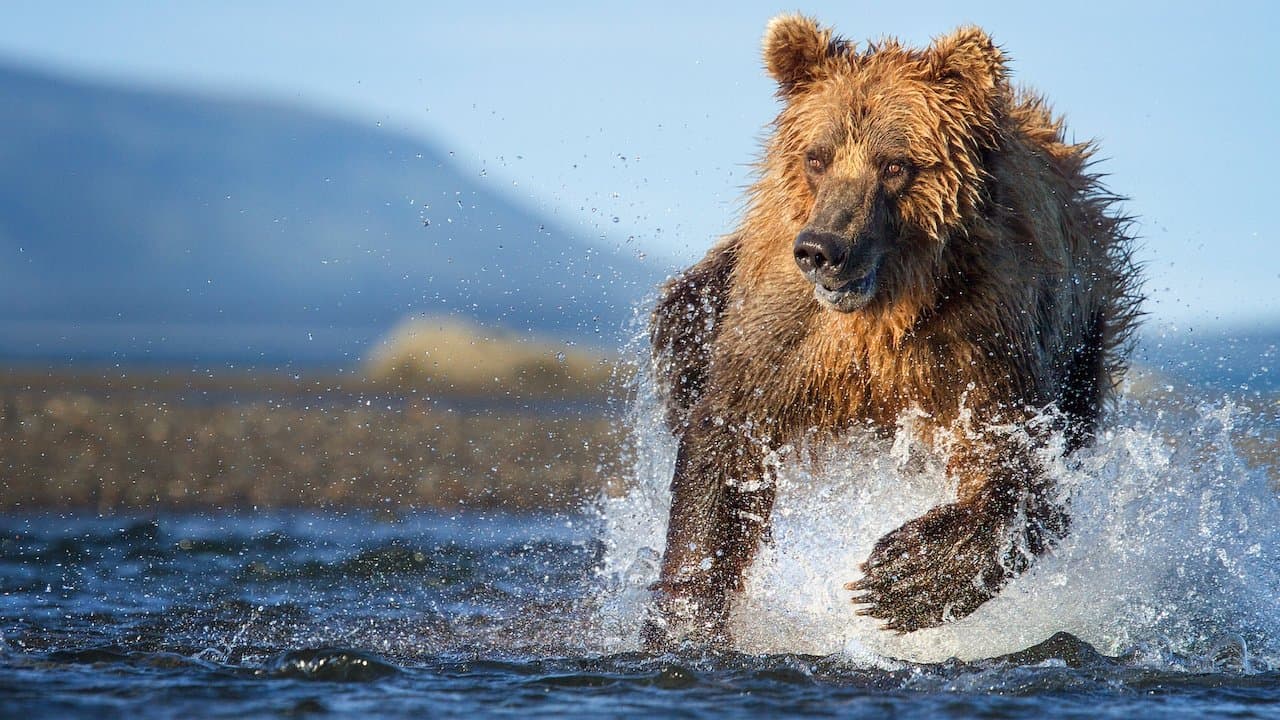 Prédateurs backdrop