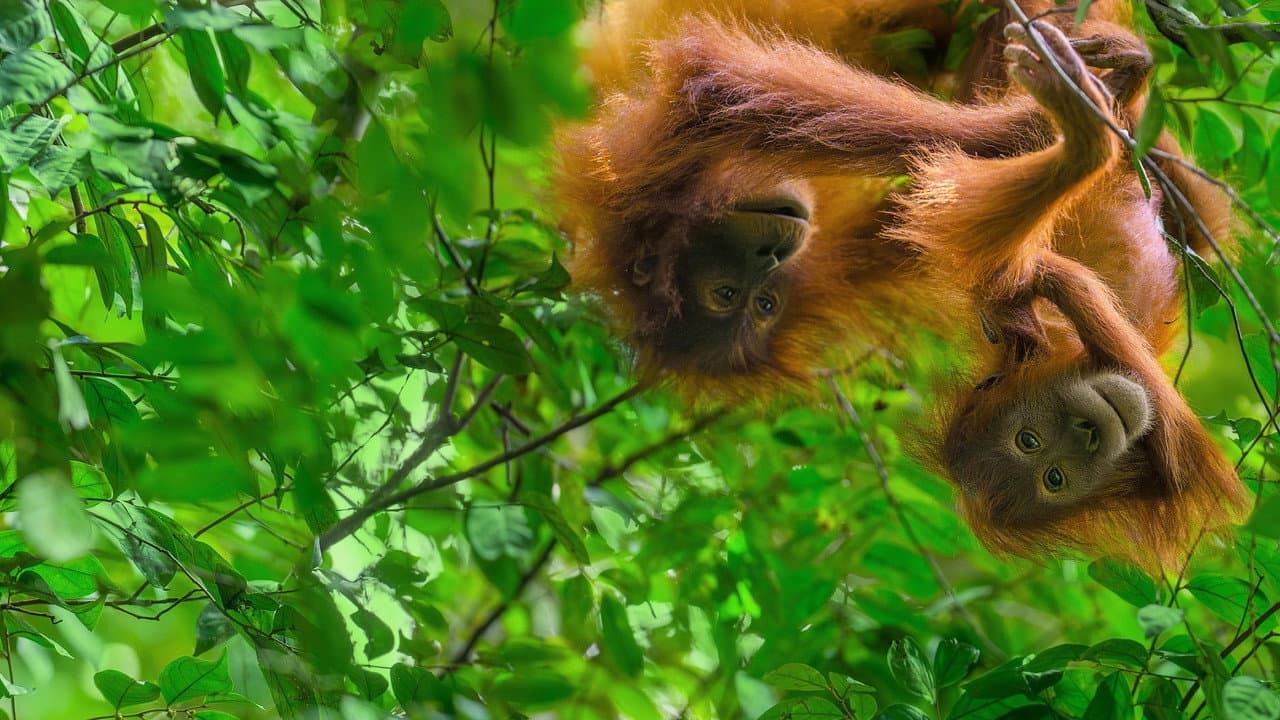 Orang-outan backdrop