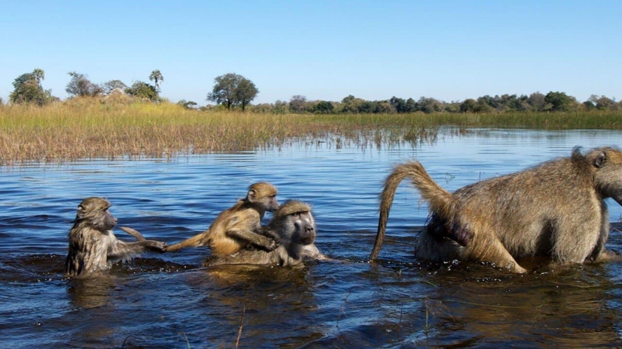 Démocraties animales backdrop