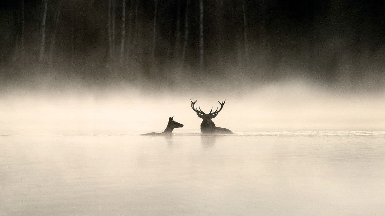 Le Chant des forêts backdrop