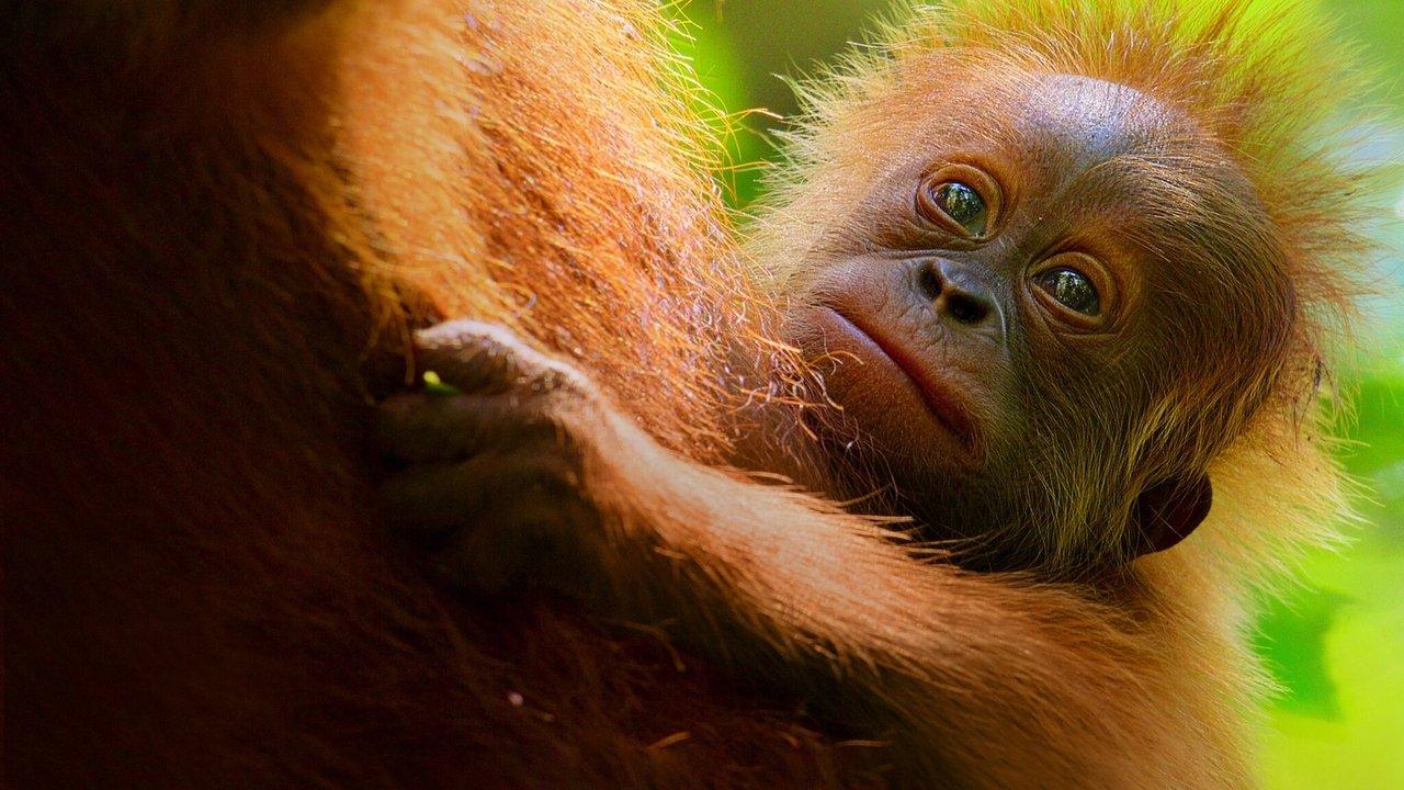 La Vie secrète des orangs-outans backdrop