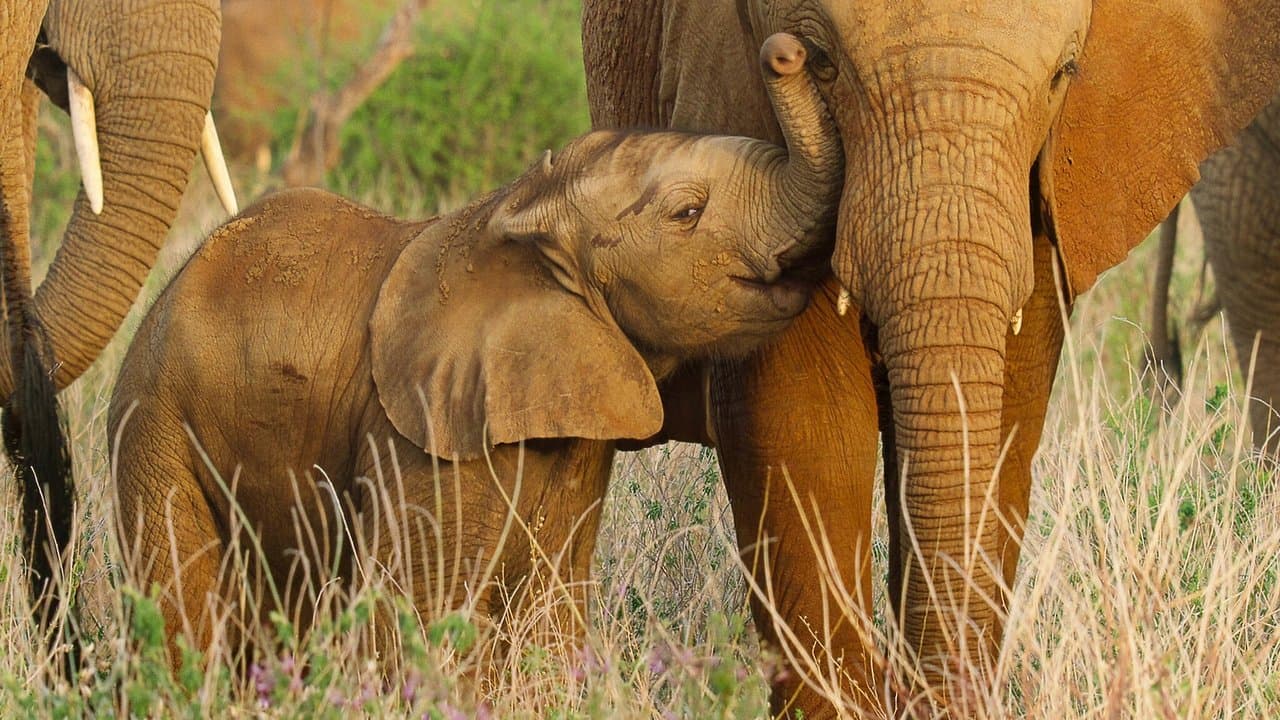 Wild Babies : Petits et Sauvages backdrop
