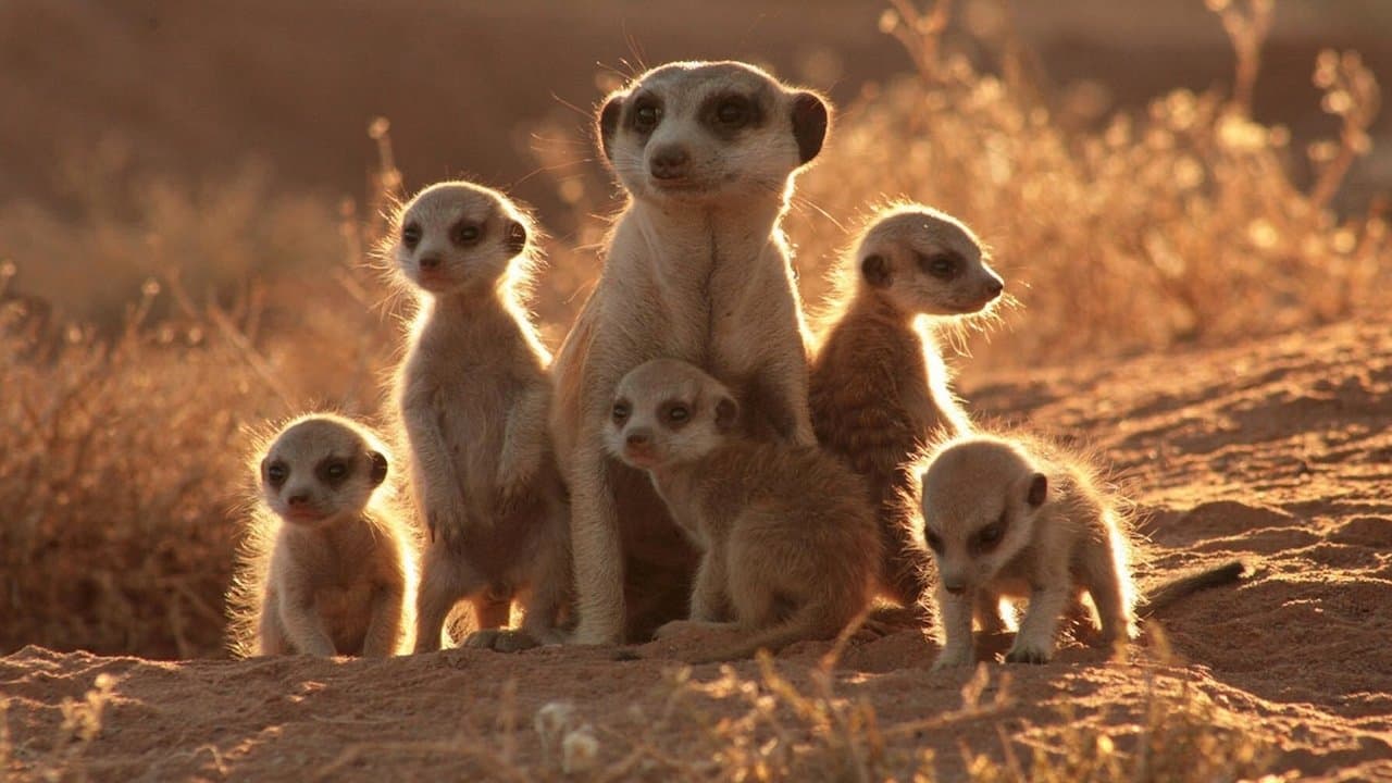 La Famille Suricate backdrop