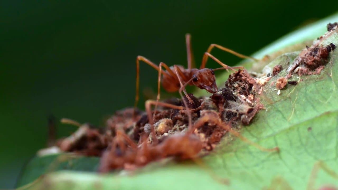 La Citadelle assiégée backdrop