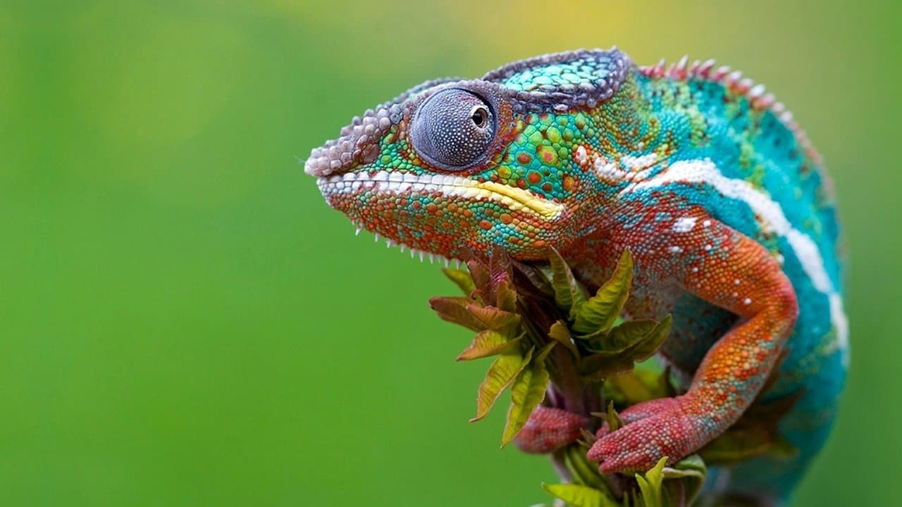 Madagascar, le monde perdu backdrop