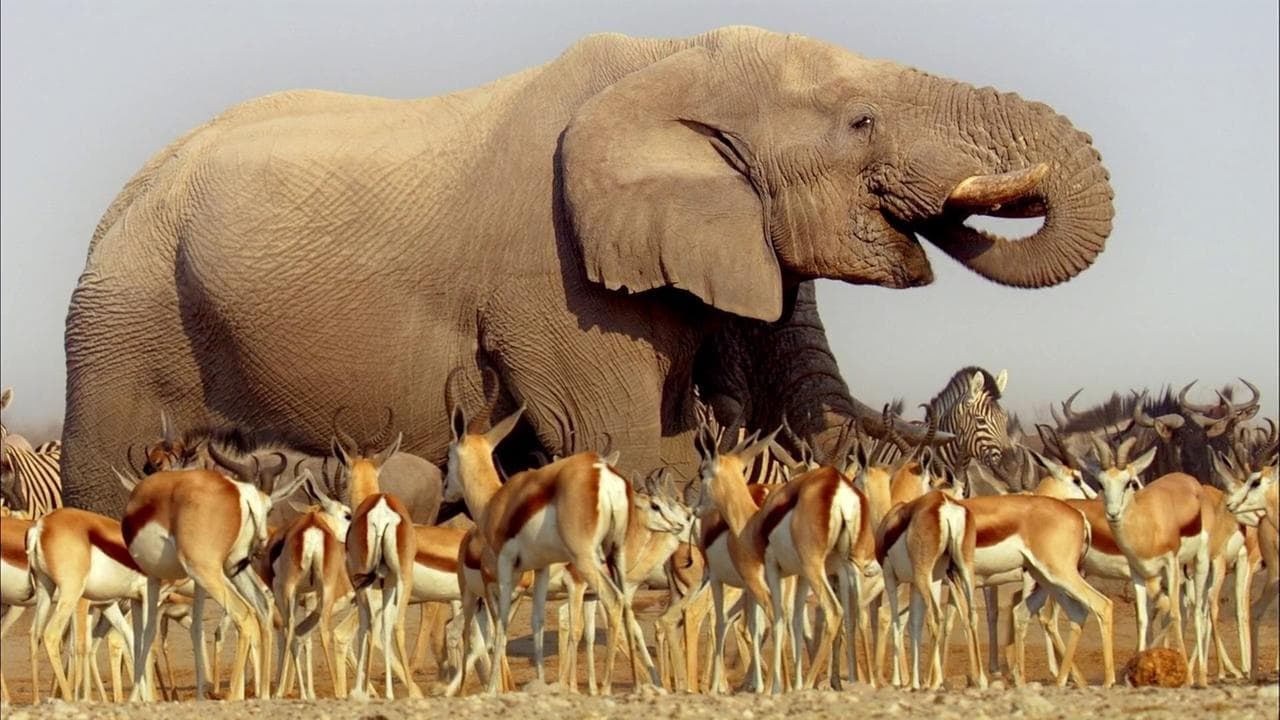 Afrique sauvage backdrop