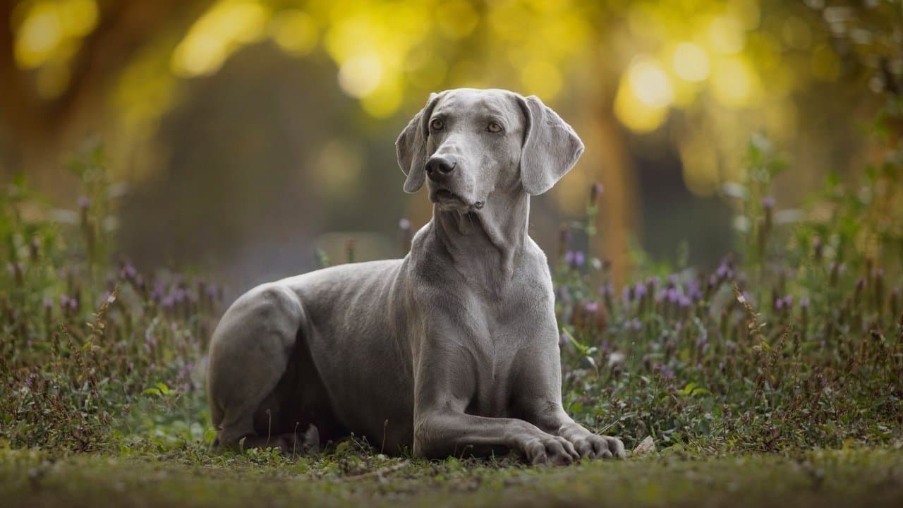 Chiens mode d'emploi backdrop