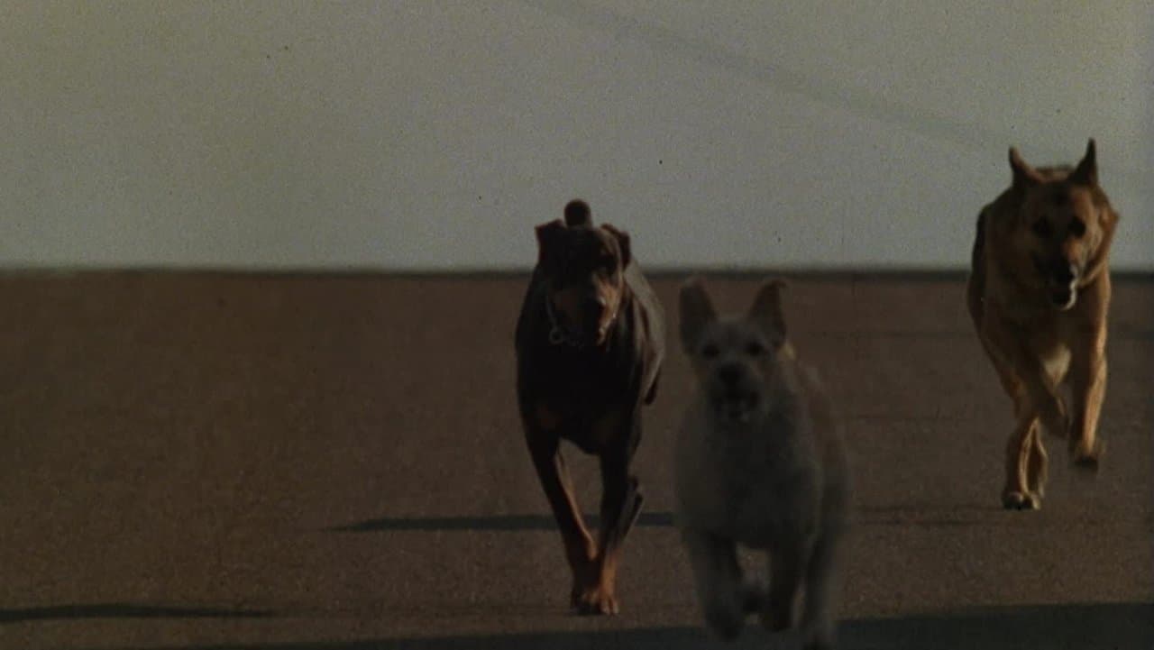 Les chiens fous backdrop