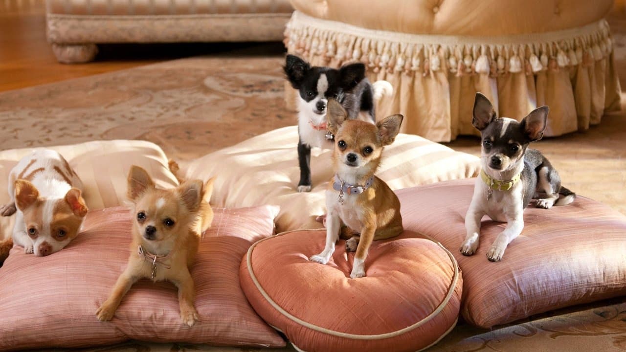 Le Chihuahua de Beverly Hills 2 backdrop