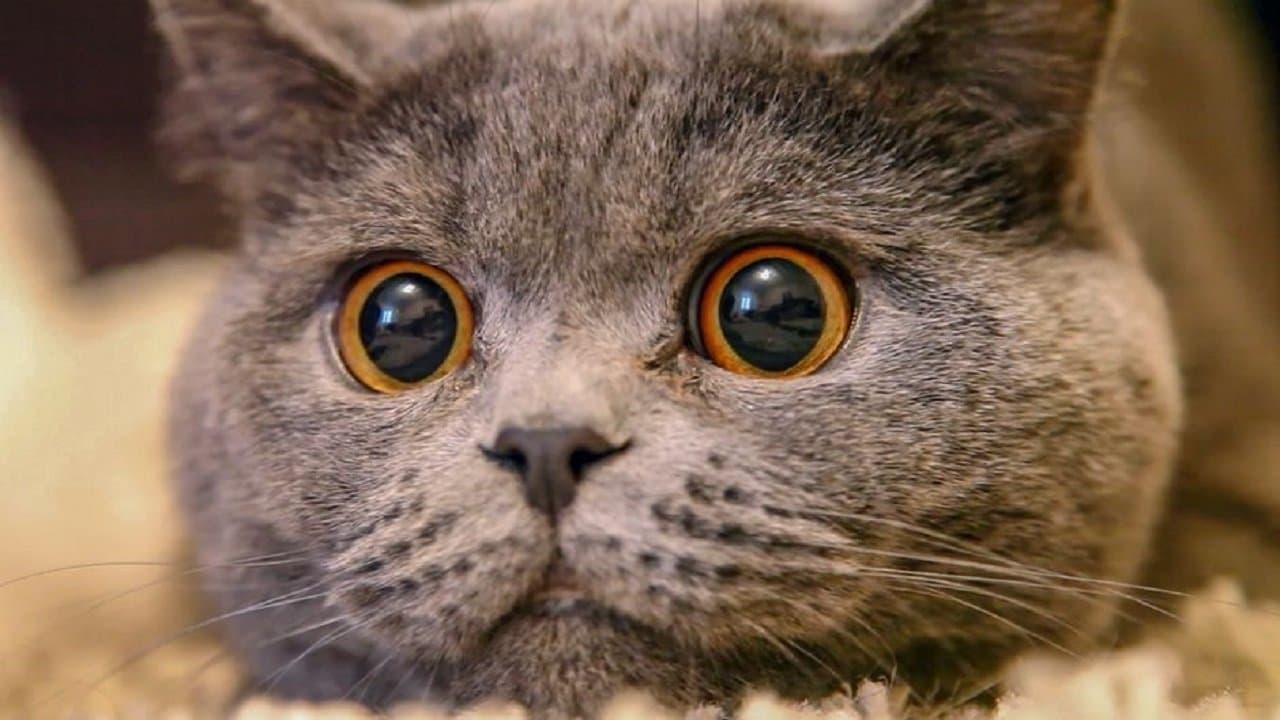 Le Chat, ce tueur si mignon backdrop