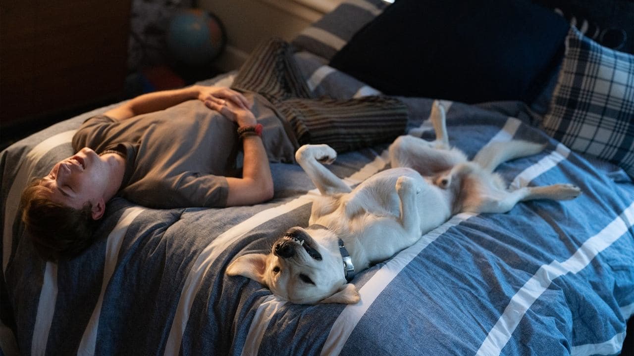 Chien perdu backdrop